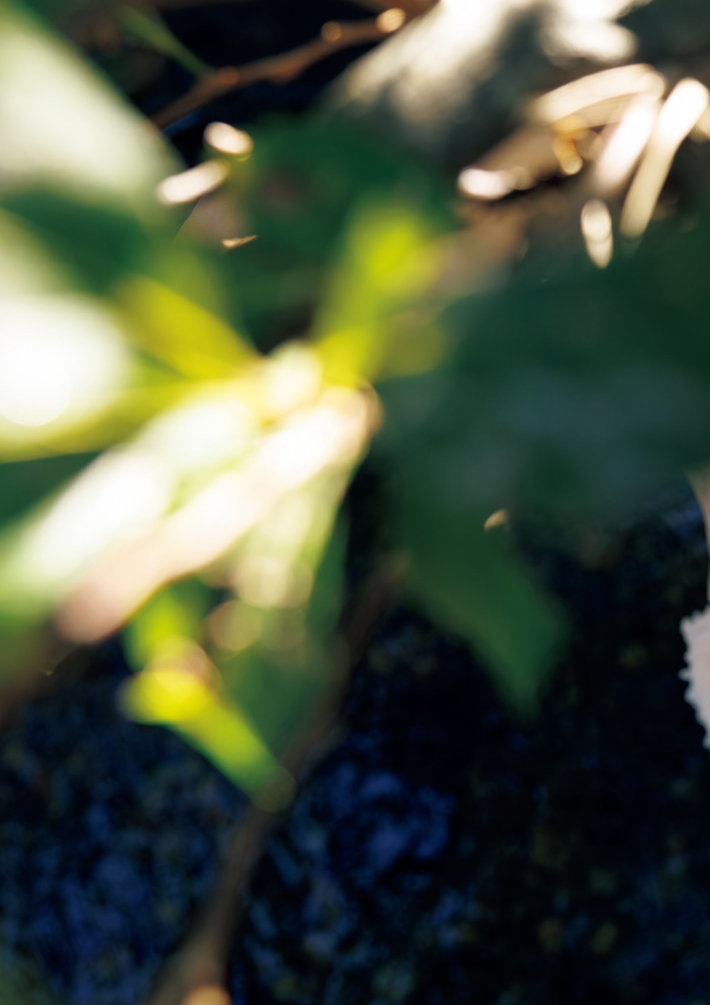 志田音々- 音色 cantabile 長崎 五島列島編/(126P)