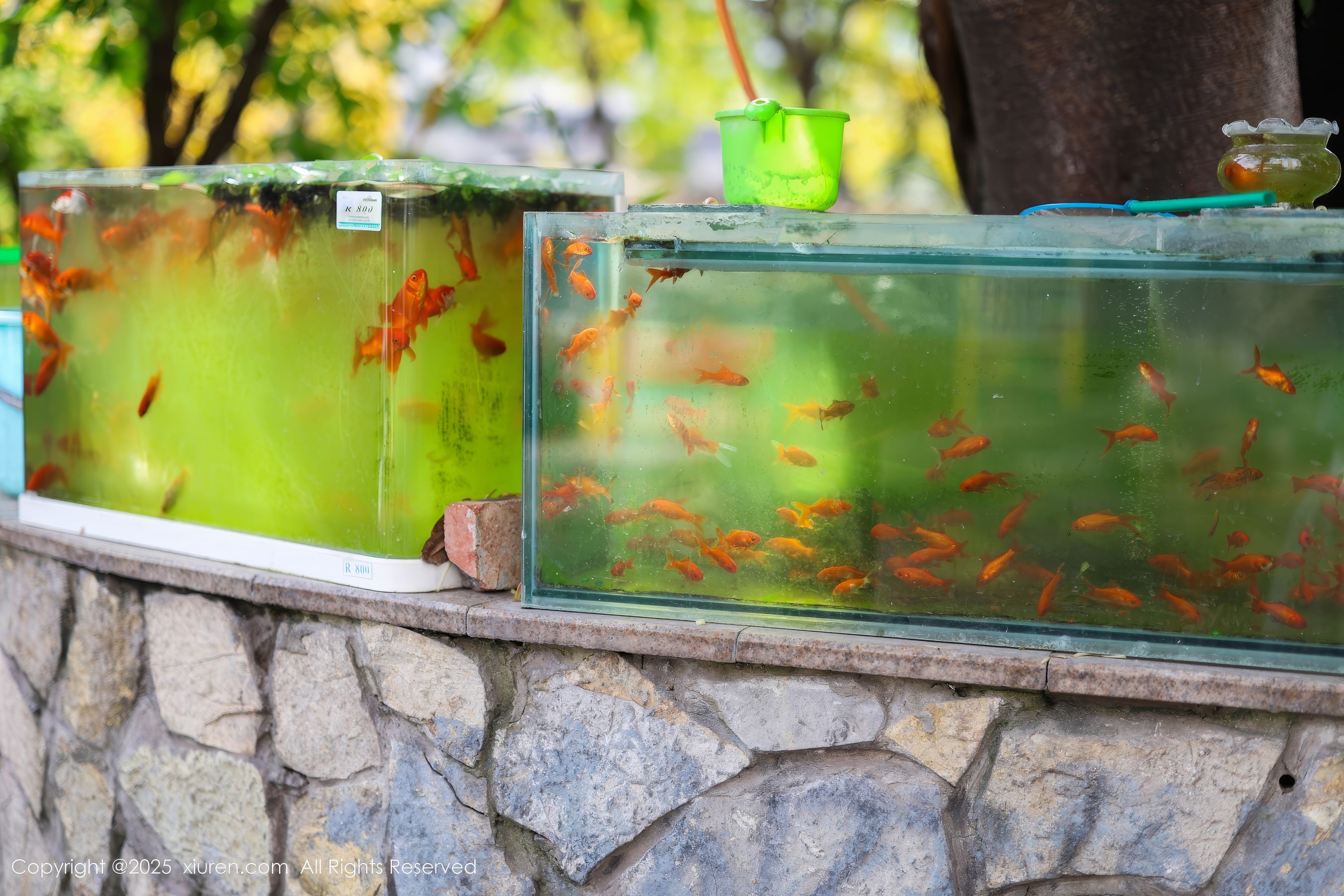 [秀人XiuRen] 2025.05.08 No.10247 茂木希子/(80P)