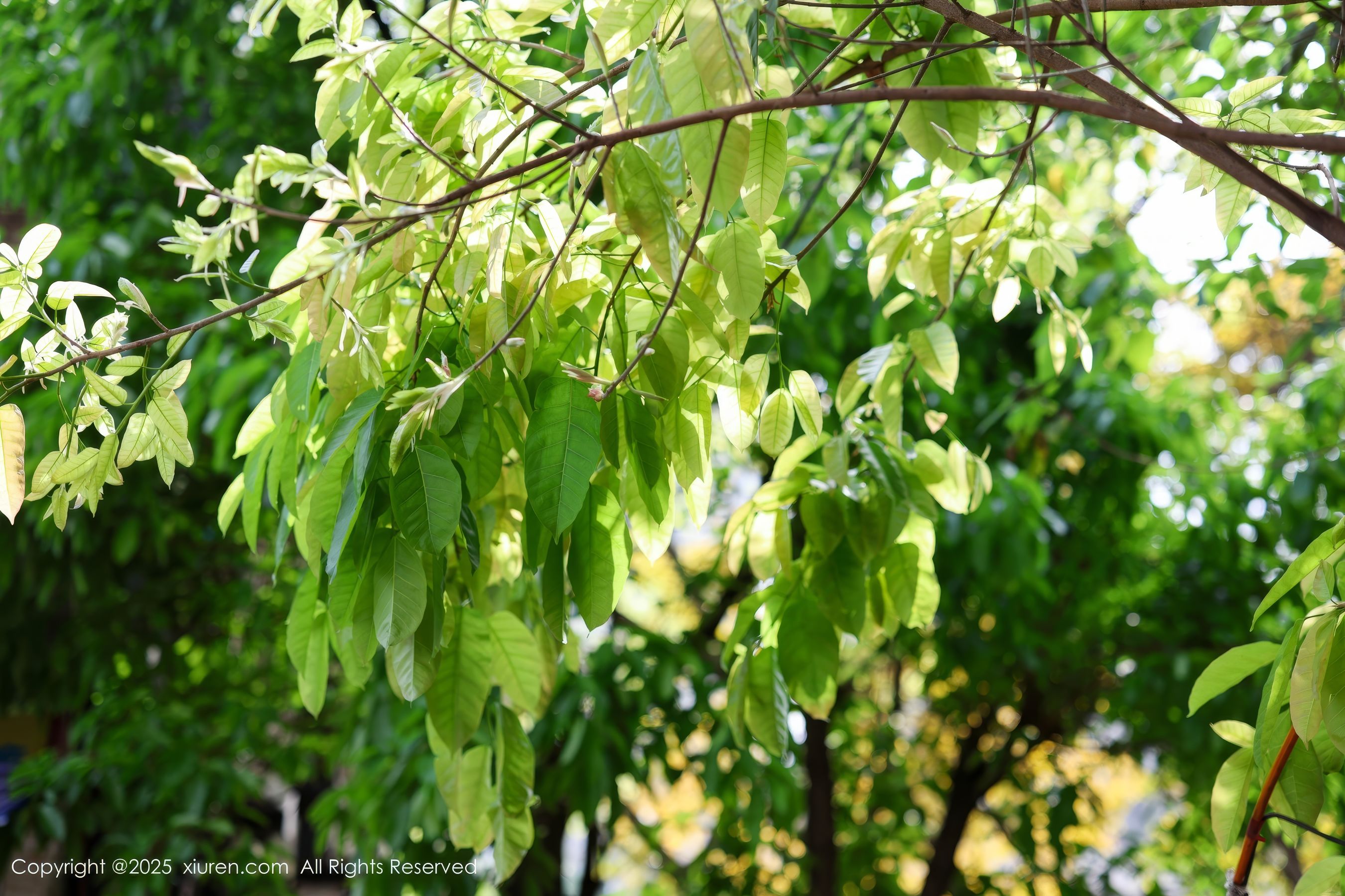 [秀人XiuRen] 2025.05.08 No.10247 茂木希子/(80P)