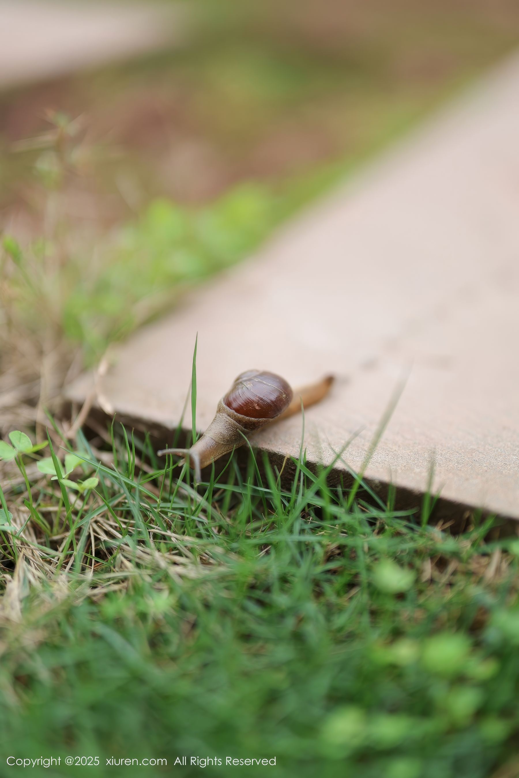 [秀人XiuRen] 2025.04.29 No.10215 茂木希子/(82P)