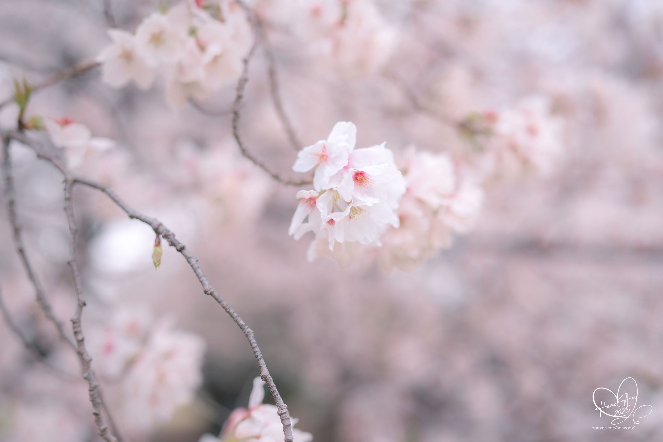 Hane Ame 雨波写真 - 雨樱下的约定/(33P)