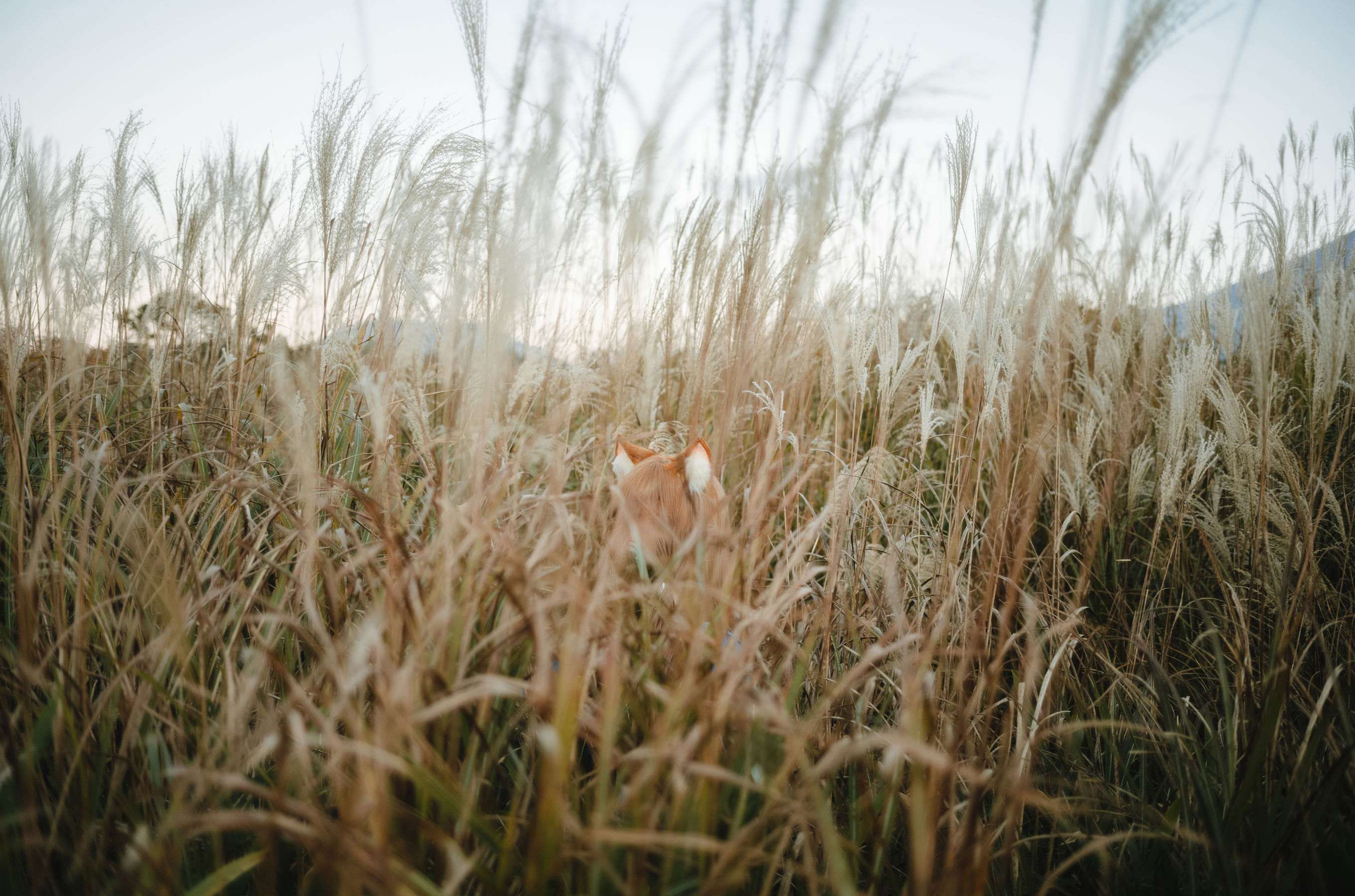 Ely_eee (ElyEE子) - Soft Glow 狼與暖陽/(52P)