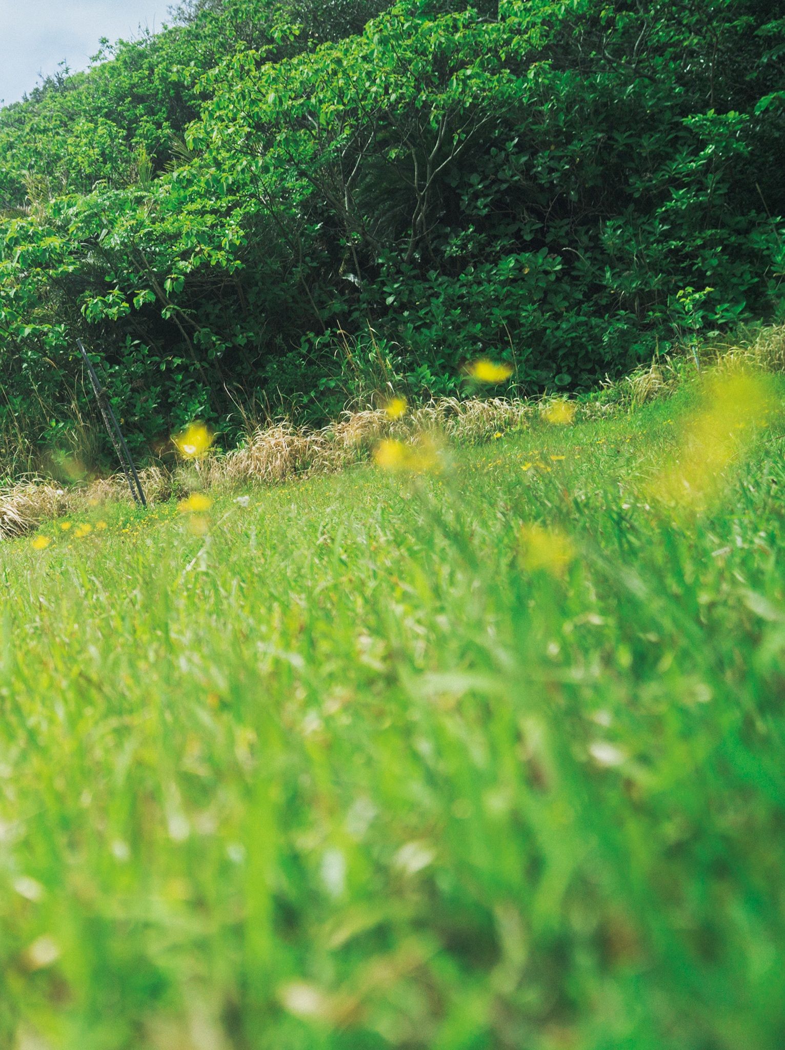 出口亜梨沙 - ESSENCE/(115P)