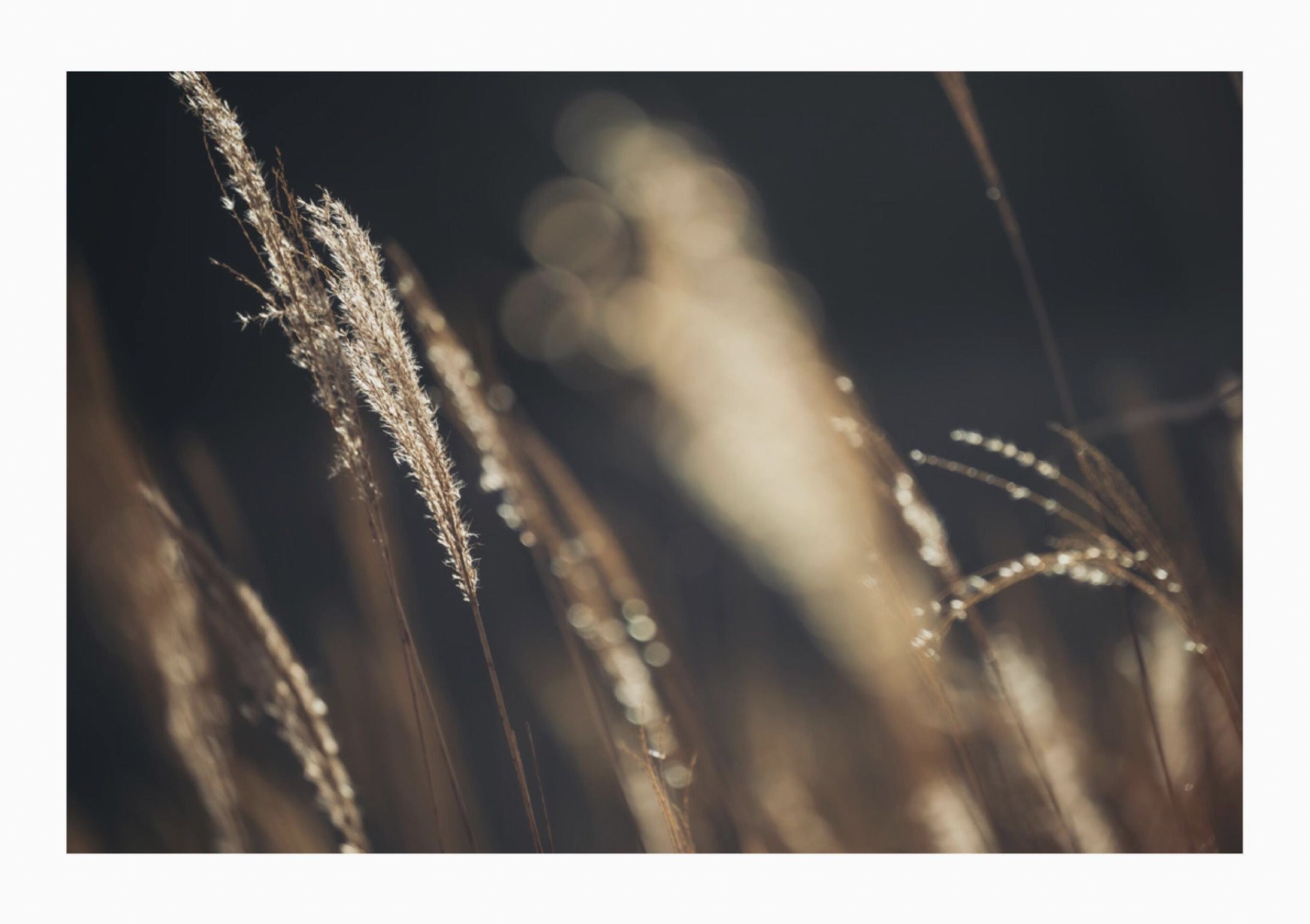 芽衣 - 芽ばえちゃう/(238P)