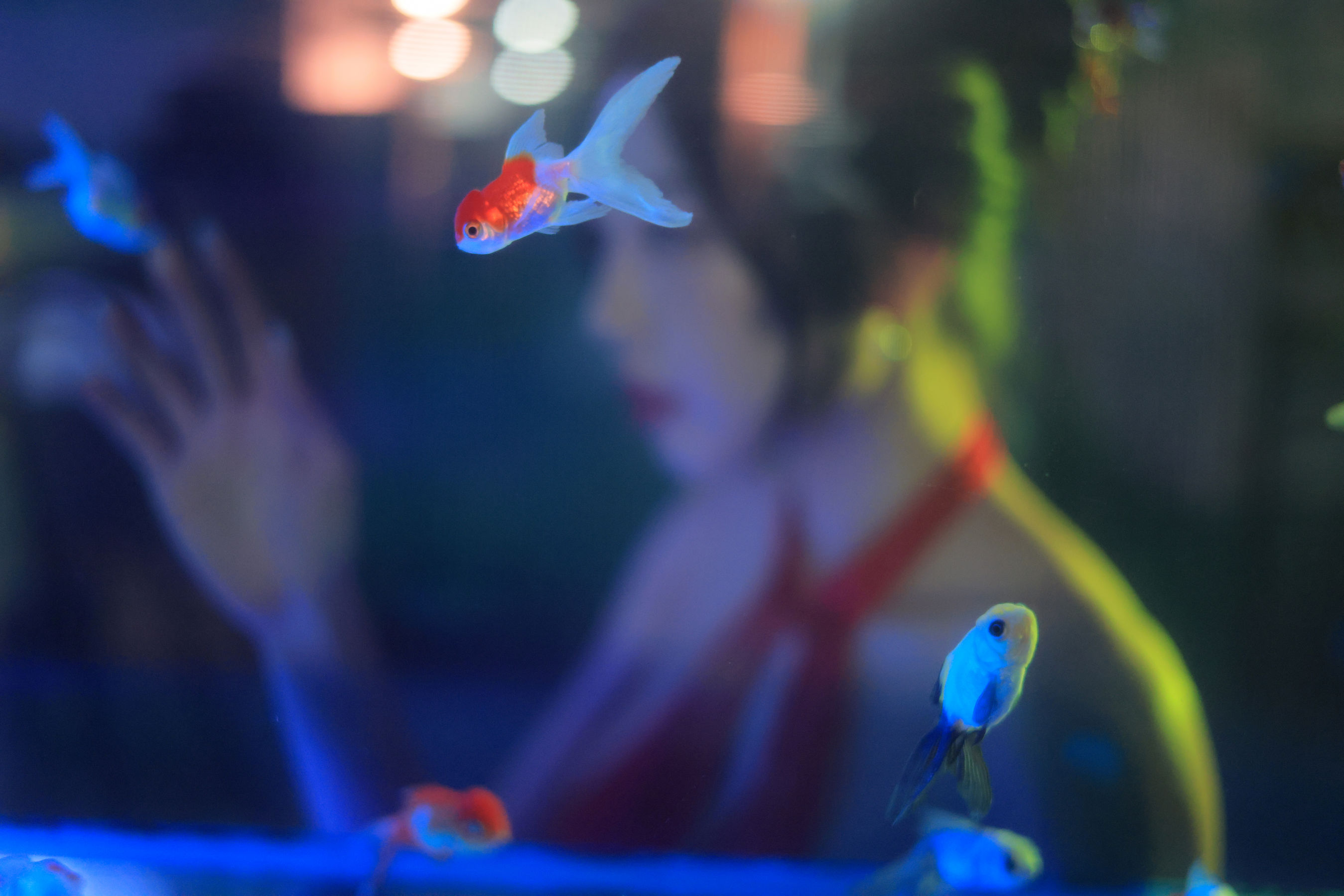 Dongeuran - Hong Kong/(154P)