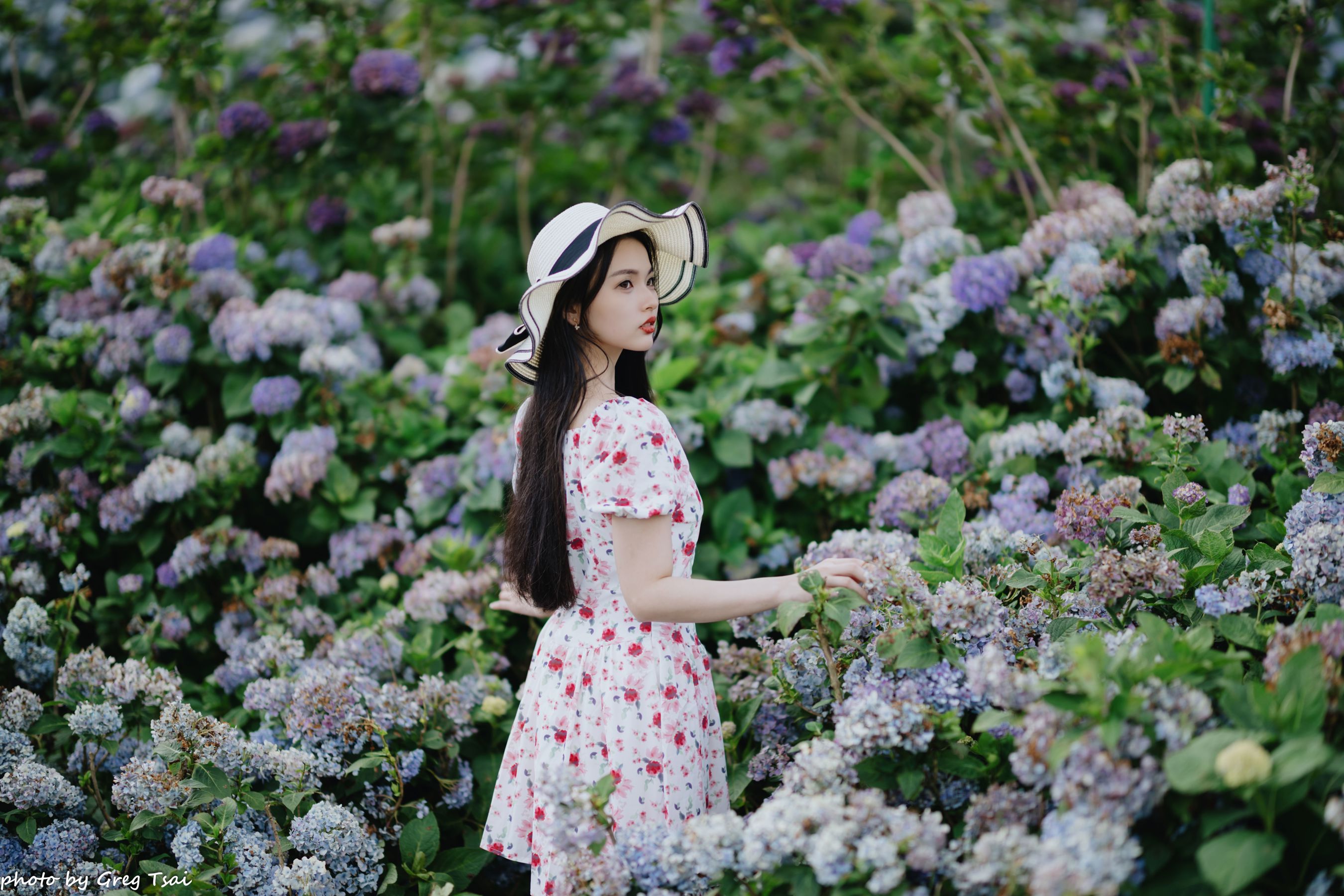 米浆 - 绣球花/(126P)