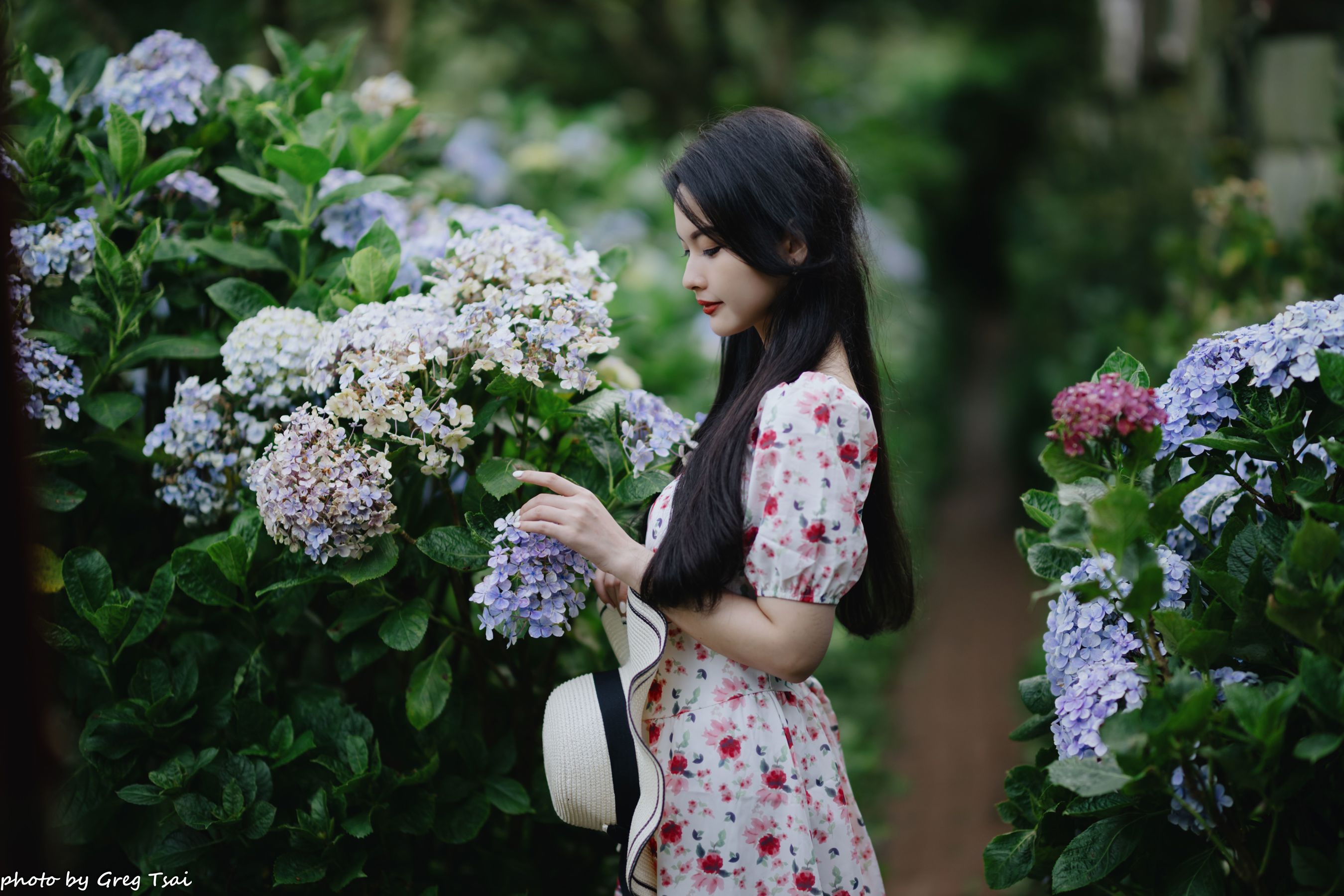 米浆 - 绣球花/(126P)