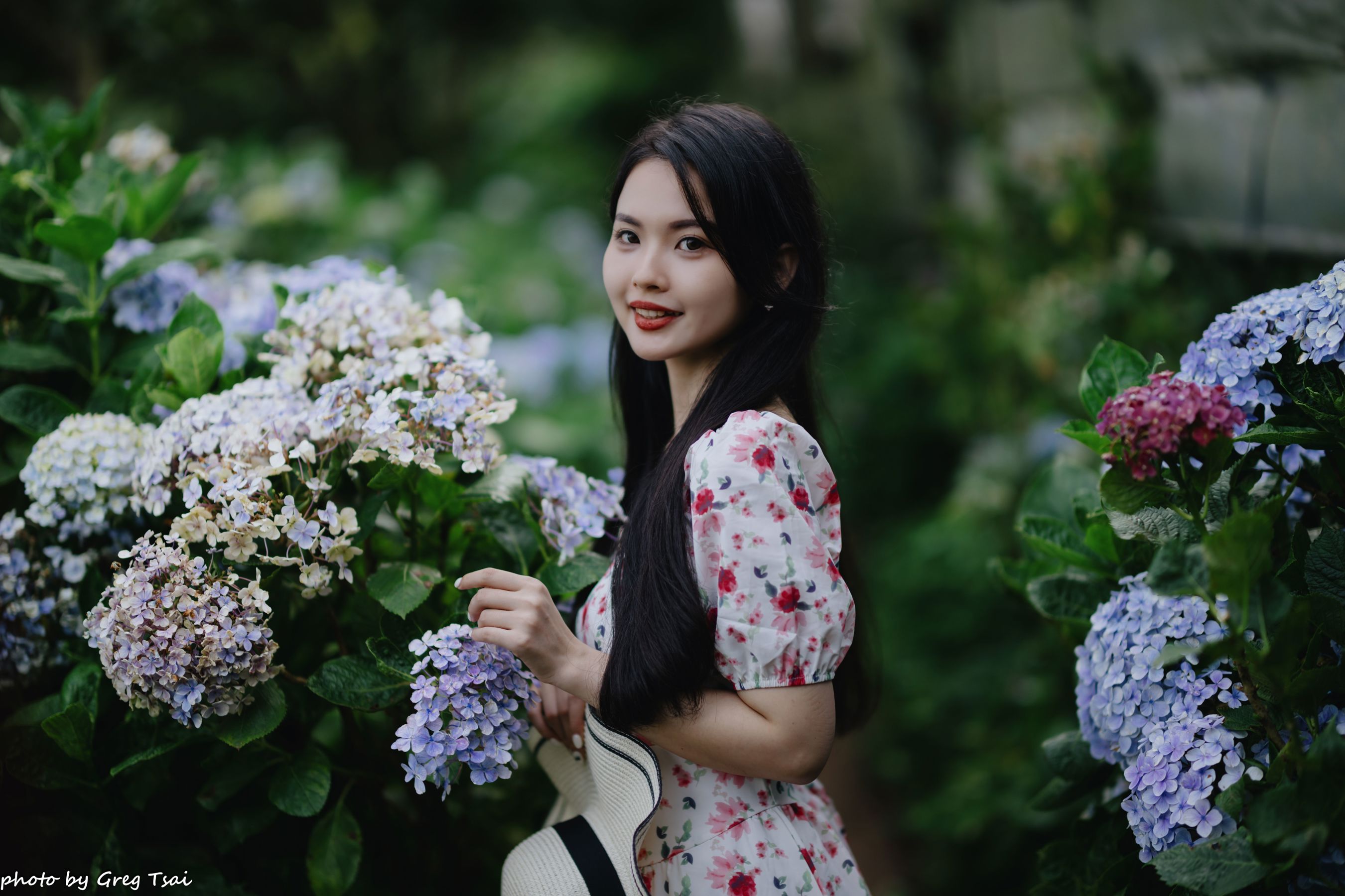 米浆 - 绣球花/(126P)