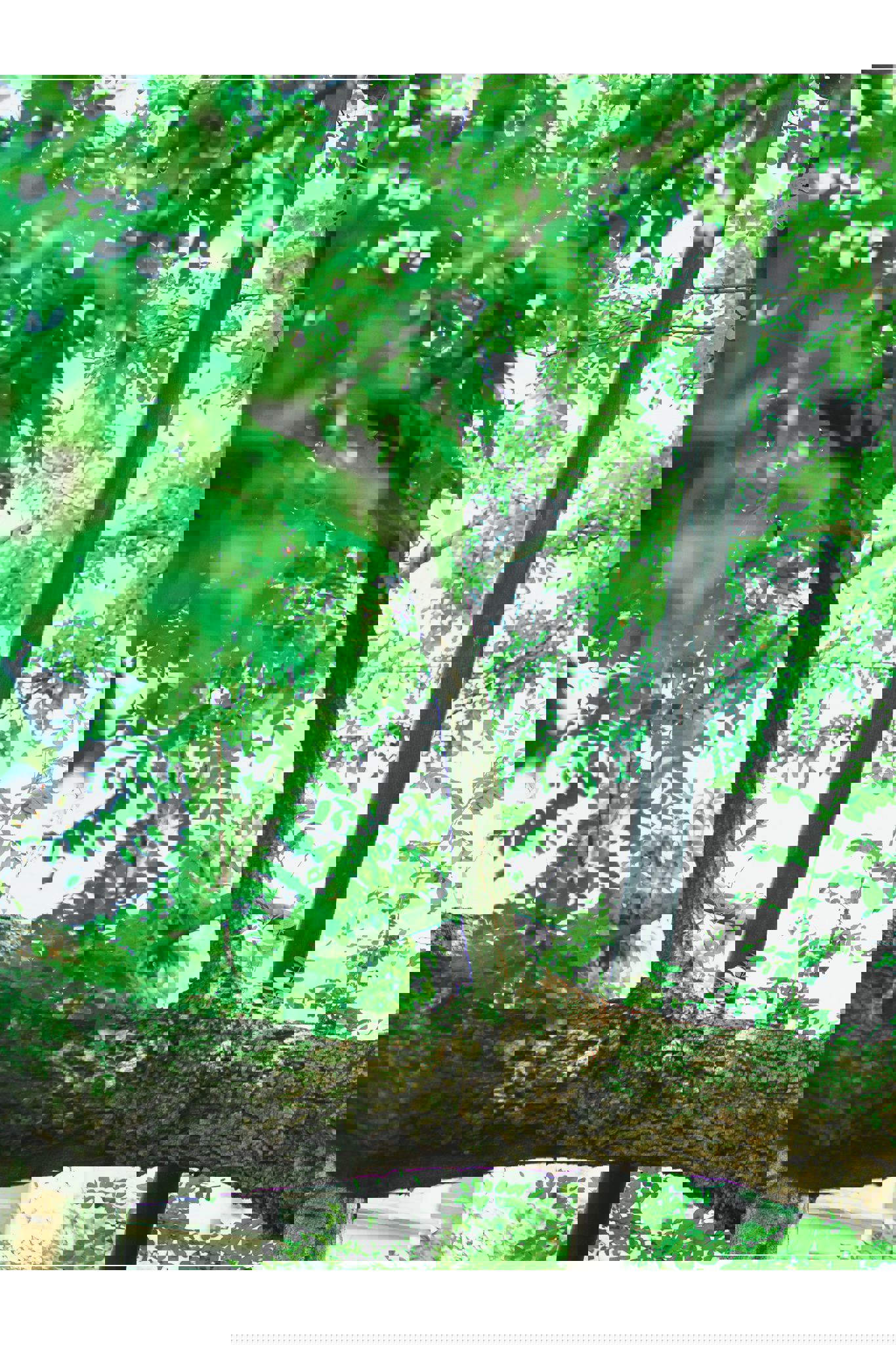 白濱美兎 - 鳥取が生んだ超逸材！/(74P)