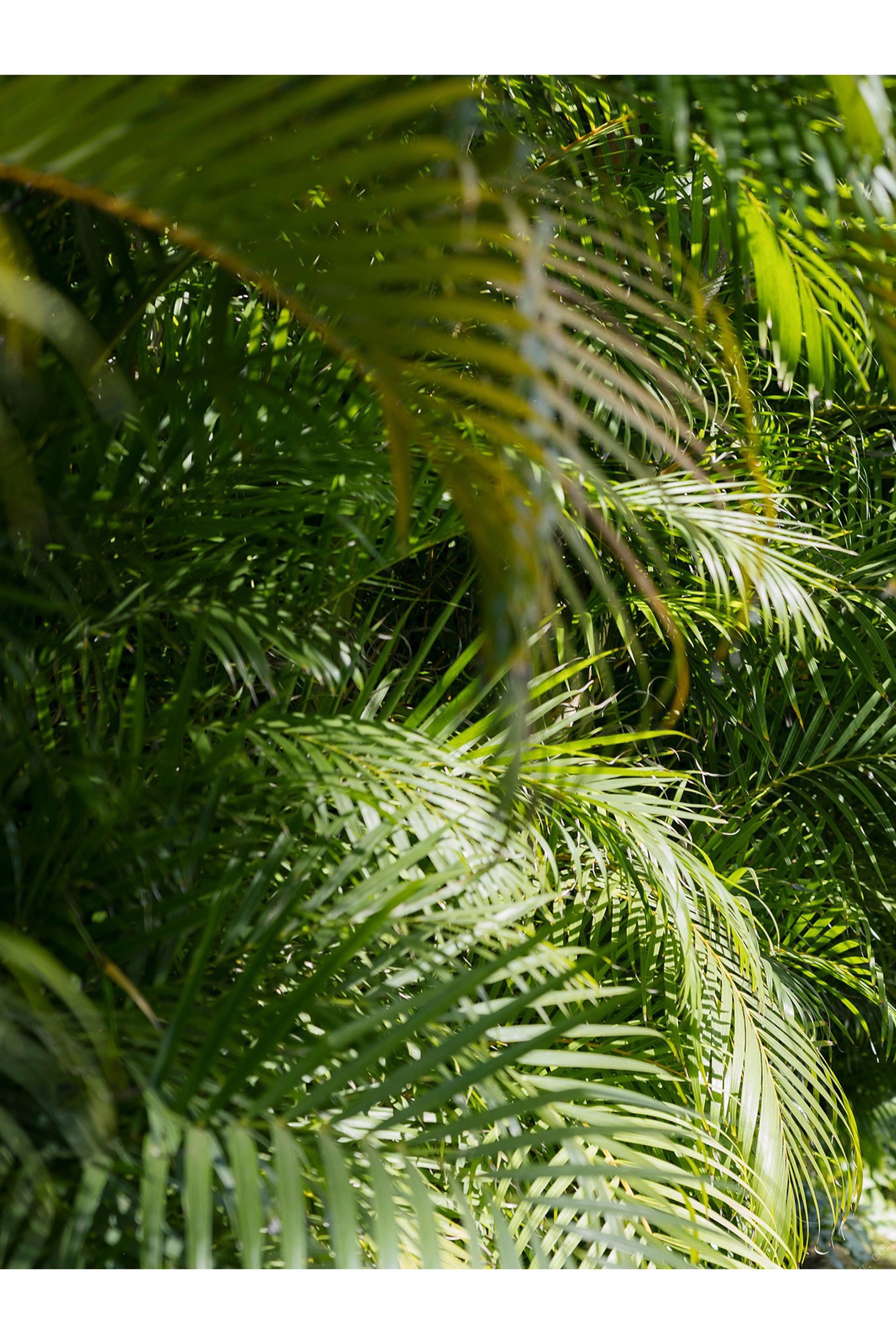 志田音々 - ハワイのねねまるホリデー/(124P)