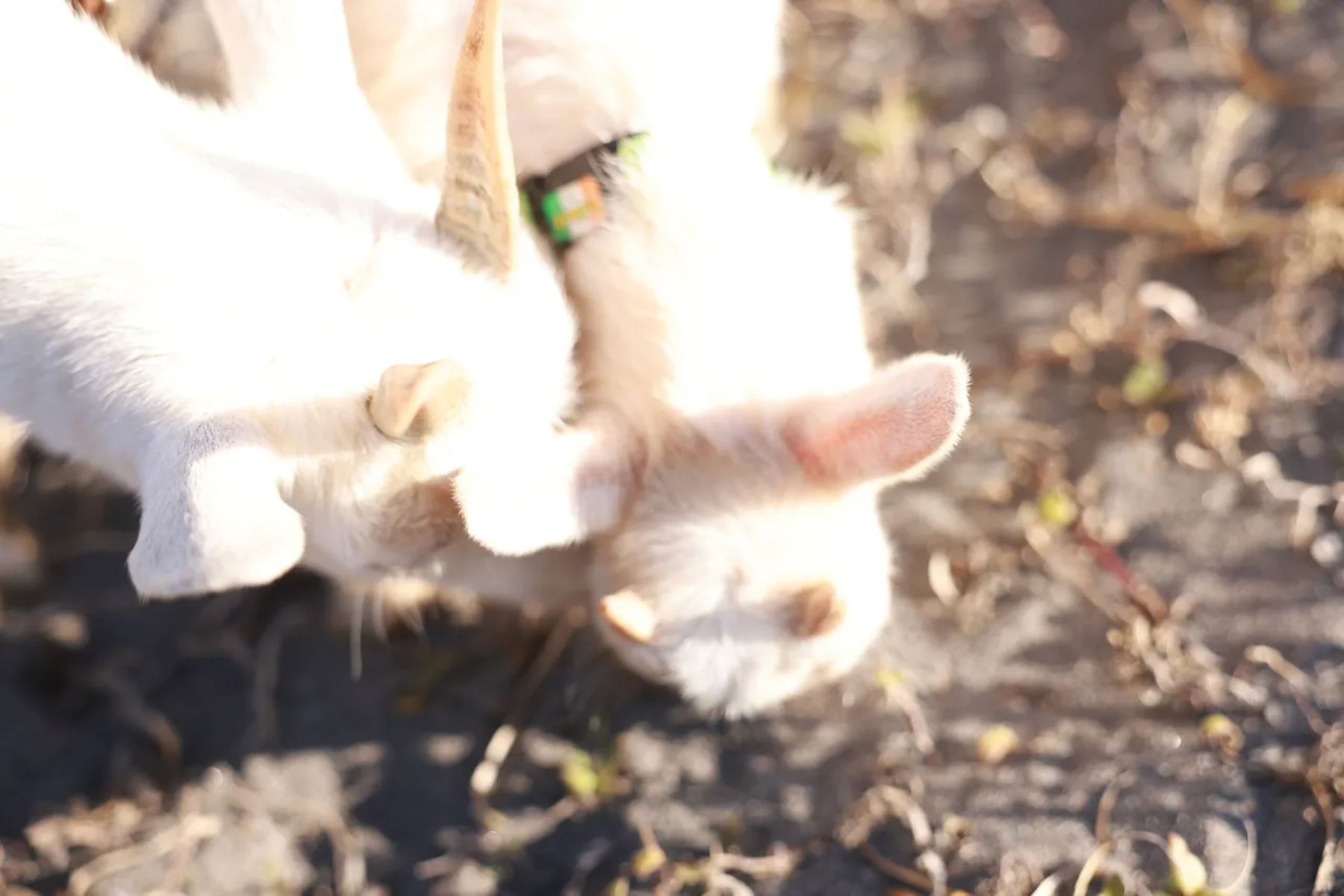 小日向ゆか - Soleil オール未公開スペシャル vol.2/(93P)